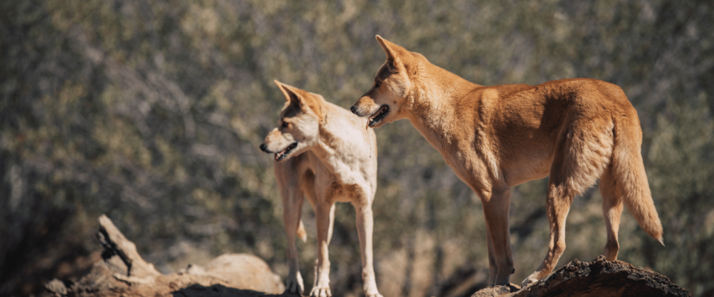 Dingos on mountain