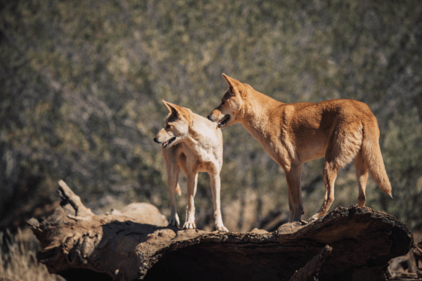 dingos on side of a mountain